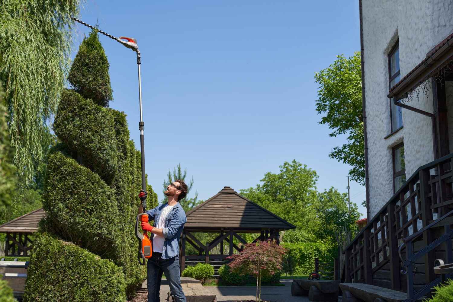 Large Tree Removal in Fremont, CA